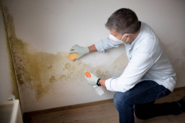 Best Mold Documentation for Insurance Claims  in Rosemont, IL